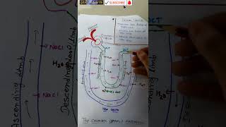 Counter current mechanism biology shortvideo shorts youtubeshorts [upl. by Potter]