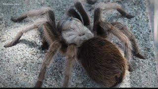 Watch out Its tarantula mating season in the desert [upl. by Jaime350]