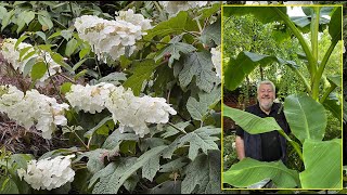 HORTENSIA À FEUILLES DE CHÊNE  ARBUSTE SPECTACULAIRE ET PASSEPARTOUT Le Quotidien du Jardin N°410 [upl. by Enneiluj]