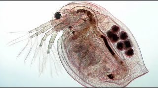 Decimosexta 🎥 Investigación de eco toxicología utilizando Daphnia Magna [upl. by Admama145]