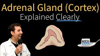 Adrenal Gland Adrenal Cortex Explained Clearly [upl. by Aleece]