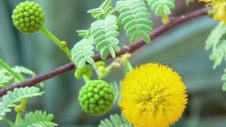 Babool 5 incredible health benefits of this medicinal plant [upl. by Giorgia]