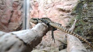 Australian Water Dragons  National Aquarium of New Zealand [upl. by Annoerb]