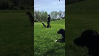 Lunge line work dog training [upl. by Enilaf]