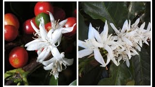 🎵 MEU CAFEZAL EM FLOR  QUANTA FLOR MEU CAFEZAL🎶🎼🎵 [upl. by Anid]