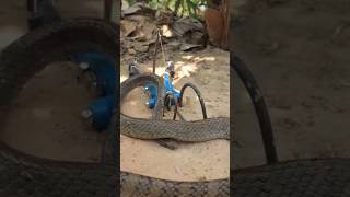 under ground trap for snake snake trap easy snake trap 🪤🪤 trending snake trap viral fyp for you [upl. by Durwin]