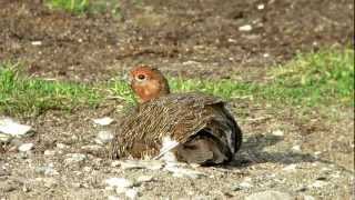 Burntpoint Willow Ptarmigan Dustbathing [upl. by Yreva393]