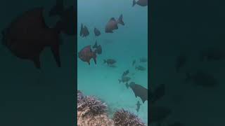 Lagoons fish viralvideo travel [upl. by Ceevah]