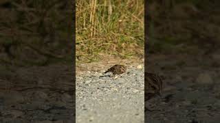 Lapland Longspur [upl. by Eille]