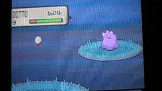 Where to Catch a Ditto in Pokemon Diamond [upl. by Acessej621]