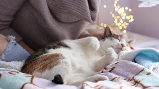 Wintertime Maymay Cuddles Binaural ASMR soft spoken  petting [upl. by Anadal]