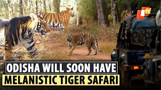 First In The World Melanistic Tiger Safari To Come Up Near Similipal Tiger Reserve In Odisha [upl. by Martens]