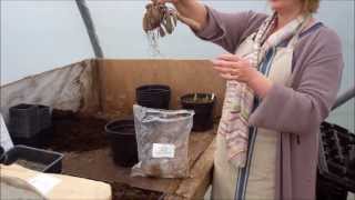 How to plant dahlia tubers [upl. by Freberg791]