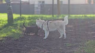 Husky avec un Teckel à poil long [upl. by Wincer]