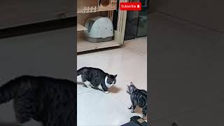 Is there bullying in the cat world hah cat pets funnyshorts comedy adorable [upl. by Anella]