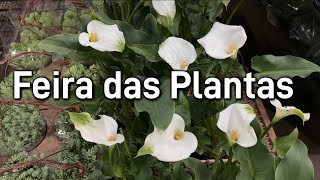 Feira da Madrugada  Plantas em promoção [upl. by Chadabe53]