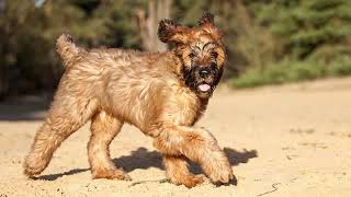 Briard  large dog breed [upl. by Fretwell]