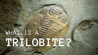 What is a Trilobite A Quick Introduction [upl. by Suidualc]