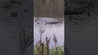 Mallards Kanawha River [upl. by Mosira]