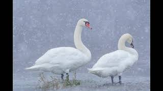 Birdlife Wintertime in Ellikon am Rhein [upl. by Eimmak]