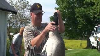 How To ReFlock your goose decoy heads [upl. by Onfroi]