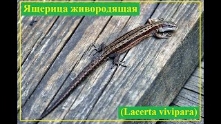 Ребятаящерята и их родители Ящерица живородящая Lacerta vivipara [upl. by Etnecniv]