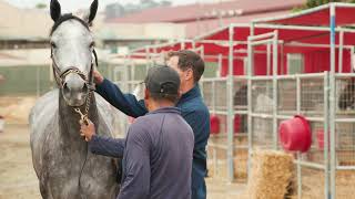 Breeders Cup Vet Safety [upl. by Rawdon]