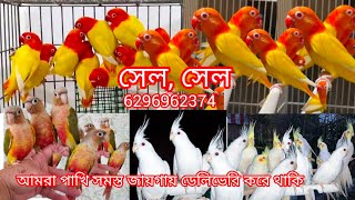 সেল সেল লাভ বার্ডস পেচলেস কনুর ফোন করুন 6296962374 [upl. by Assillam449]