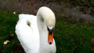 Hissing Mute Swan [upl. by Adiv]