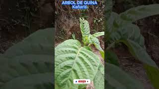 Planta de Arbol de la Quina Kañaris [upl. by Vachel]