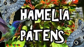 🦋BEST HUMMINGBIRD amp BUTTERFLY MAGNET🦋 Mexican Firebush Hamelia Patens [upl. by Daly]