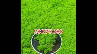 azolla اكسبلور مشروع farming أزولا ترند أغنام landscape مربيالحماموالدجاج agriculture [upl. by Saixela844]