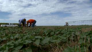 Techniques for Planting NoTill Sunflowers [upl. by Ettereve]