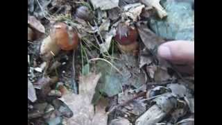 Russula virescens y Boletus aestivalis 1 de AGOSTO 2013 [upl. by Eelyac789]