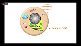 Drug metabolism in liver [upl. by Nash]