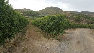 Υπέρπυκνη φύτευση αμυγδαλιάς απαντήσεις απο την Agromillora 2018 [upl. by Noitsuj]