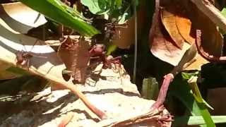 Giant ants eating Hormigas gigantes devorando [upl. by Muffin181]