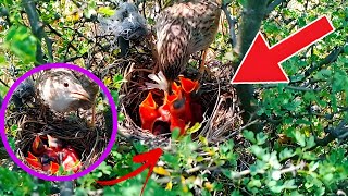 Skylark Chicks Hungry Watch Their Adorable Feeding Frenzy skylark [upl. by Mchugh]