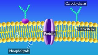 Cell Membrane Structure and Function [upl. by Wavell233]