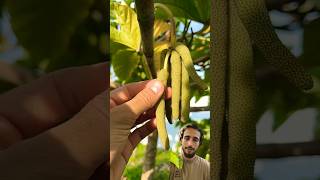 Eating Exotic Fruit  Cecropia  eating fruit farming [upl. by Maynord]