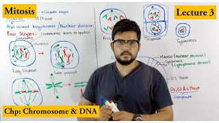 Mitosis  Stages of Mitosis  Cell cycle  Lecture 3 [upl. by Camile]