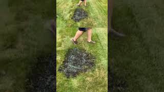 You Can Grow Grass in Your Lawns Bare Spots – Its Easier Than You Think  Come See [upl. by Drhcir]