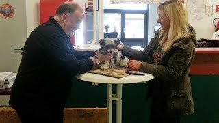 Hund auf Ausstellung BiewerYorkshireTerrier [upl. by Idissak770]