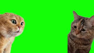 Green Screen Talking Cats Meme  Relationship Cats Meme [upl. by Oigufer]