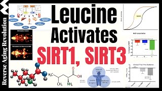 Leucine Activates The Longevity Genes SIRT1 amp SIRT3 Amplifies Results With NMN Metformin [upl. by Moulden]