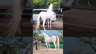 Beautiful Nukra Stallion Sulthan  Shree hari farms kerala Farm Tour [upl. by Kraul767]