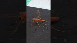 Backyard bug hunt  ichneumon wasp [upl. by Jodi237]