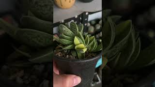 Rainy Saturday Gasteria Plant Ox Tounge weekend gasteria succulent saturday [upl. by Tobie927]