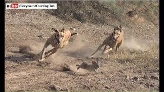 khargosh ka shikar 2018  hunting in Pakistan  rabbit race  galgos y liebres 2018 [upl. by Cusick226]