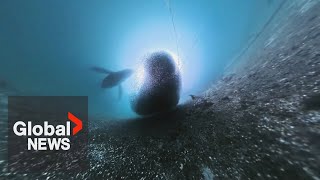 Underwater camera captures incredible encounter of humpback whale feeding on bait ball off BC coast [upl. by Limaa]